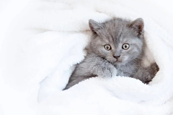 可爱的蓝灰色英国小猫 裹着白色格子布 可爱宠物的概念 — 图库照片