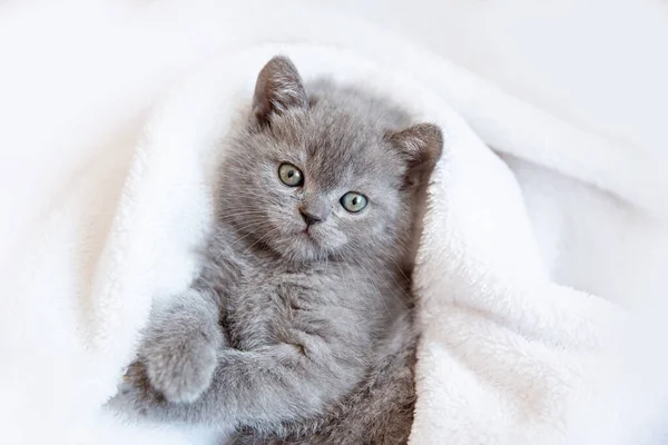 Cute Little Blue Gray British Kitten Wrapped White Plaid Blanket — Stock Photo, Image
