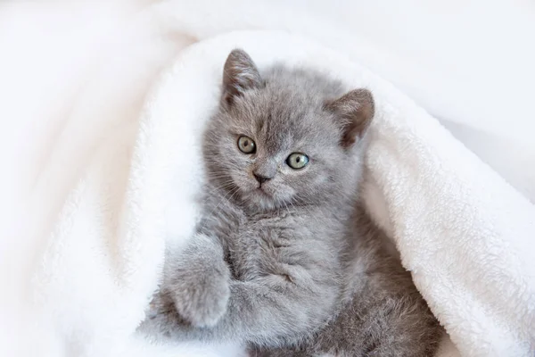 Pequeno Gatinho Britânico Azul Cinza Bonito Envolto Xadrez Branco Cobertor — Fotografia de Stock