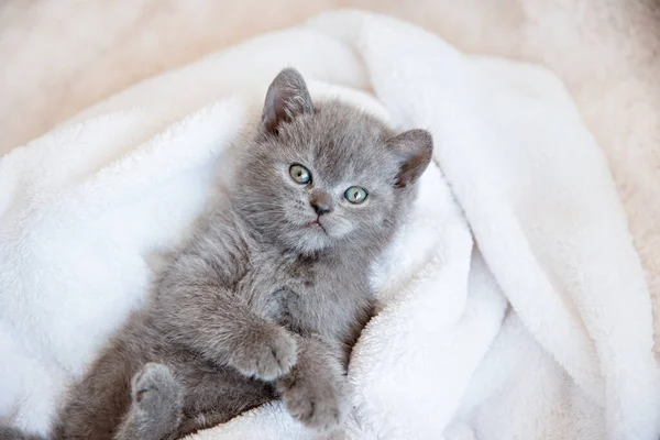 可爱的蓝灰色英国小猫 裹着白色格子布 可爱宠物的概念 — 图库照片