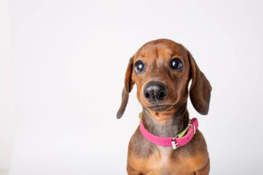 Hüzünlü büyük gözlü şirin bir Dachshund köpeği portresi beyaz arka planda izole edilmiş sürpriz bir köpek, komik sevimli evcil hayvan konsepti