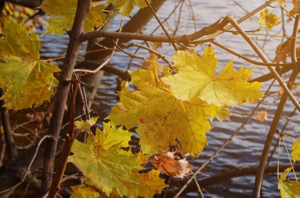 Fond Automne Feuilles Jaunes Automne Sur Fond Eau Selectiv Focus — Photo