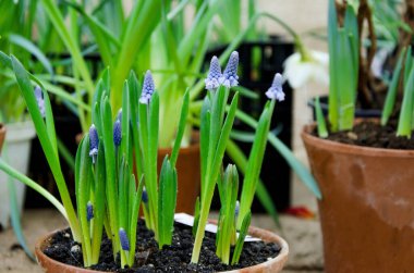 Sebze çiçeği arkaplanı. İlk bahar muscari çiçekleri eski bir çömlekte, seçici bir odak noktası.