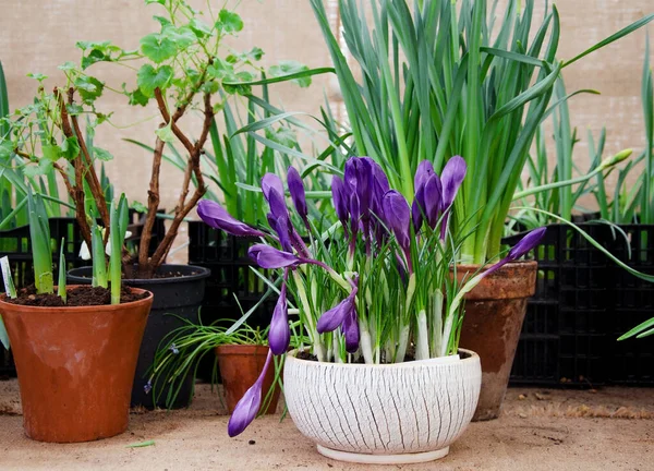 Çiçek fuarındaki ilk mor bahar çiçekleri, bitki arka planı konsepti, seçici odak