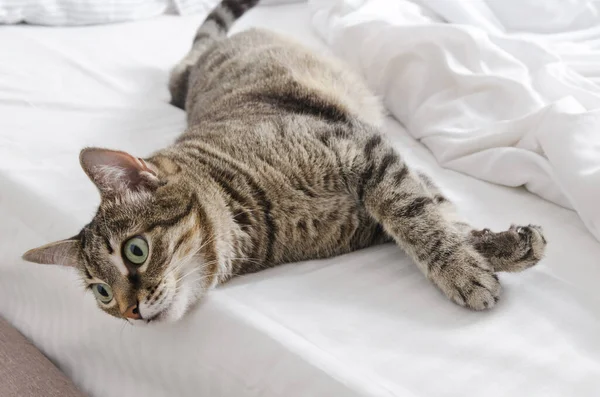 Evcil Hayvanlar Evde Hoş Karşılanır Sevgili Kedi Pençelerini Uzattı Yatağa — Stok fotoğraf