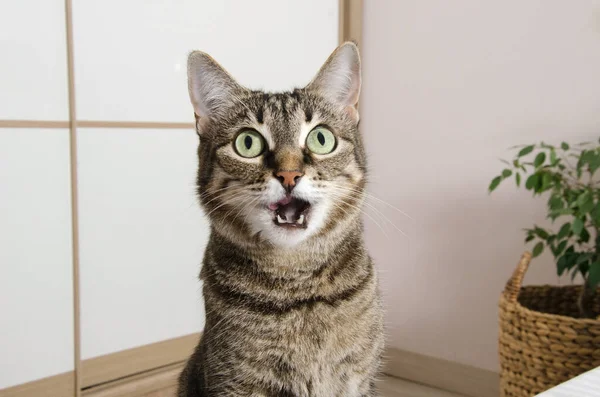 Κατοικίδια Στο Σπίτι Ριγέ Γκρι Γάτα Ανοιχτό Στόμα Κοιτάζοντας Στην — Φωτογραφία Αρχείου