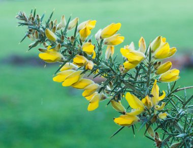 çiçekli gorse