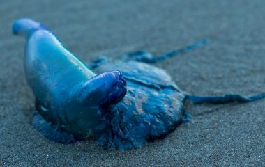 Mavi şişe denizanası