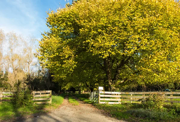 Autumn Driveway — Stock Photo, Image