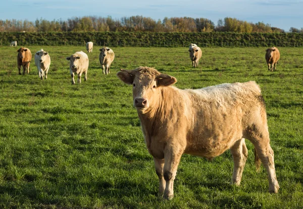 Charolais Cattle — Stock Photo, Image