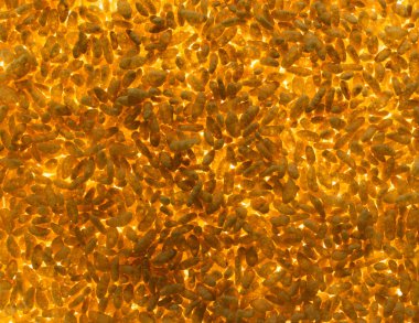 pirinç kabarcıklar