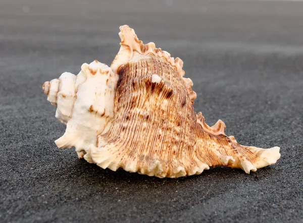 Shell legal na praia — Fotografia de Stock