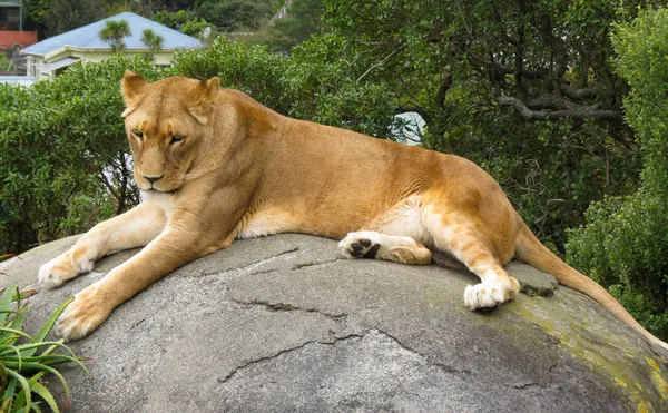 Λιοντάρι ξεκουραστούν πάνω σε βράχο — Φωτογραφία Αρχείου