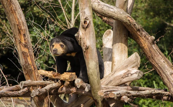 Sun bear jakt — Stockfoto