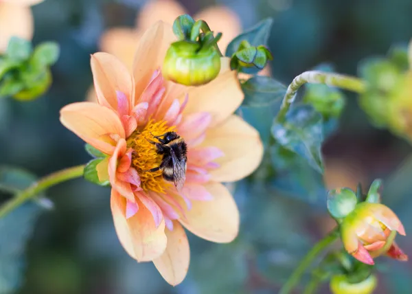 Bumblebee em flor — Fotografia de Stock