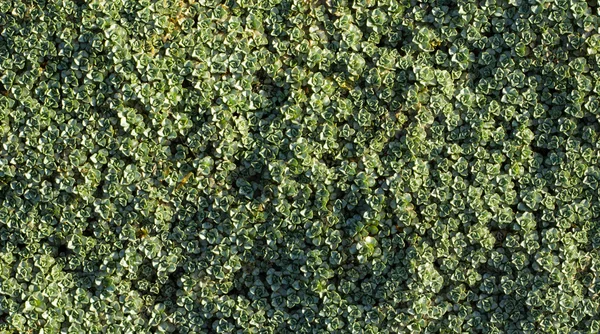 Натуральная зеленая текстура — стоковое фото