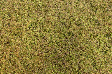 küçük yaprak kitle doku