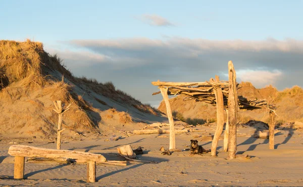 Strand hondenhuis — Stockfoto