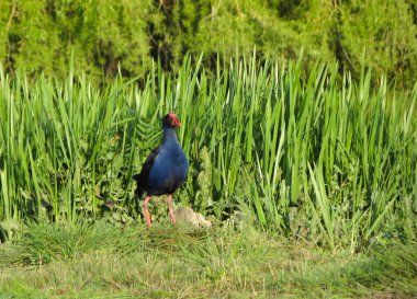 pukeko