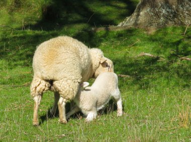 besleme ewe