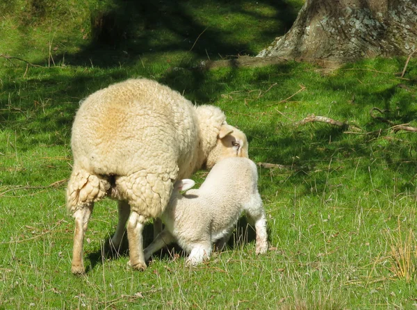 Ewe utfodring — Stockfoto