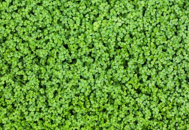 küçük yaprak dokusu