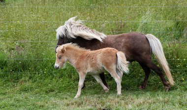 Shetland Mare Colt
