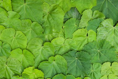 doku deseninin bırakır