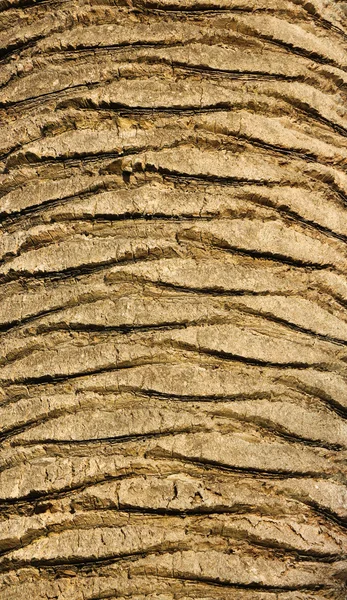 Структура пальм — стоковое фото