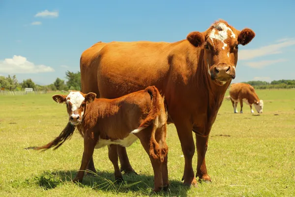 Mother Cow & Calf — Stock Photo, Image