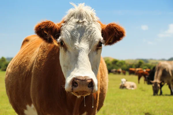 Hereford inek — Stok fotoğraf