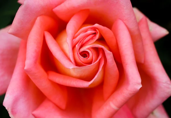 Rosa de laranja profunda — Fotografia de Stock