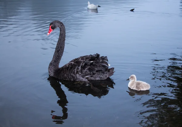 Annesi ve onun swanling — Stok fotoğraf