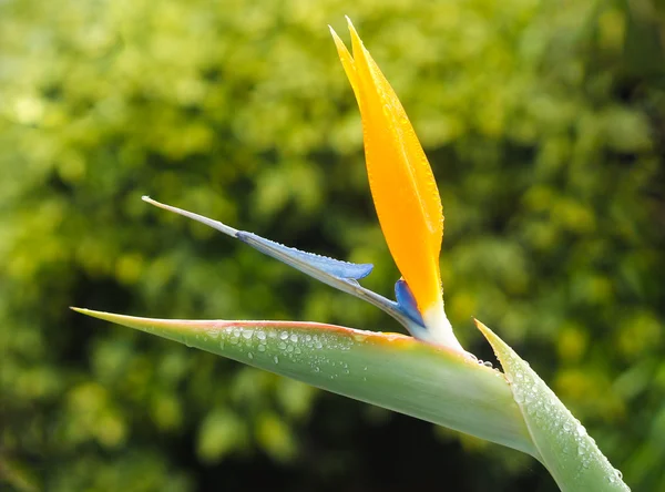 Bird Of Paradise Flower — Stock Photo, Image