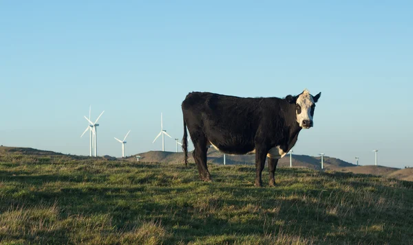 Mucca sulla collina — Foto Stock