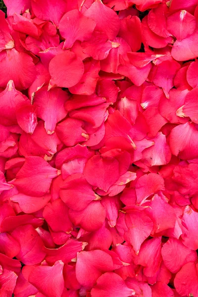 Červená camellia lístků — Stock fotografie