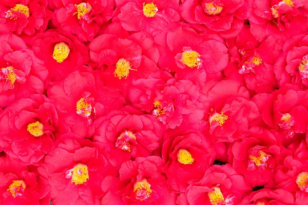 Röd camellia full frame — Stockfoto