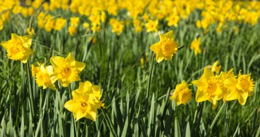 Sarı nergis bahar
