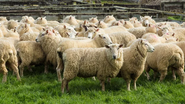 Ooi sheeps — Stockfoto