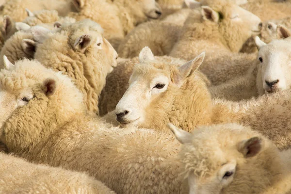 Nieuwe zealnad lammeren — Stockfoto