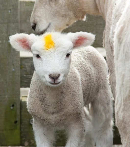 Gula märket lamm — Stockfoto