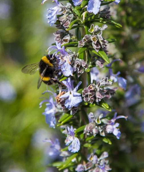 Bumblebee — Stock Photo, Image