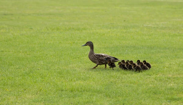 Patitos con madre —  Fotos de Stock