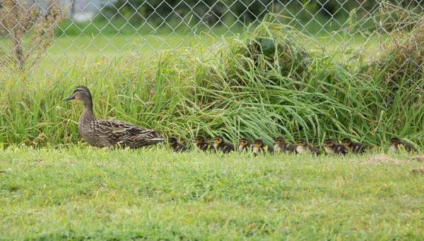 Mother And Ducklings — Stock Photo, Image