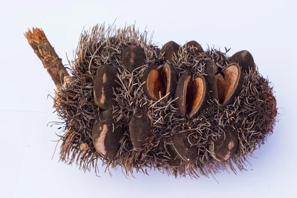 Gümüş banksia koni — Stok fotoğraf