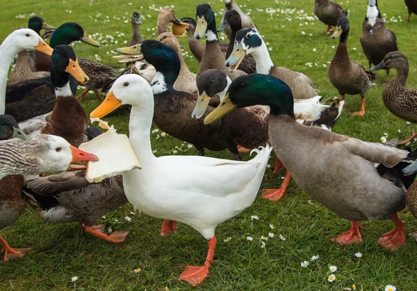 Bread Sharing Ducks — Stock Photo, Image
