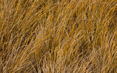 TUSSOCK çimen