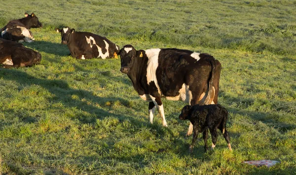 New Born Calf — Stock Photo, Image