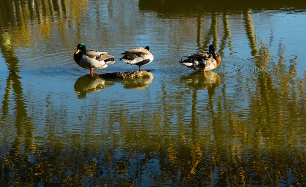 Trzy kaczki — Zdjęcie stockowe
