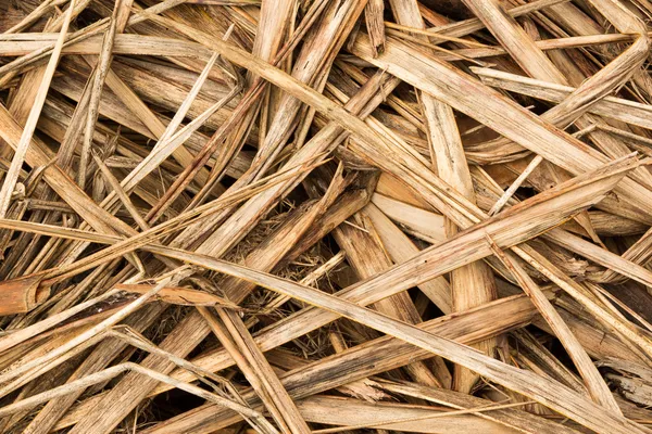 Dry Raw Flax — Stock Photo, Image